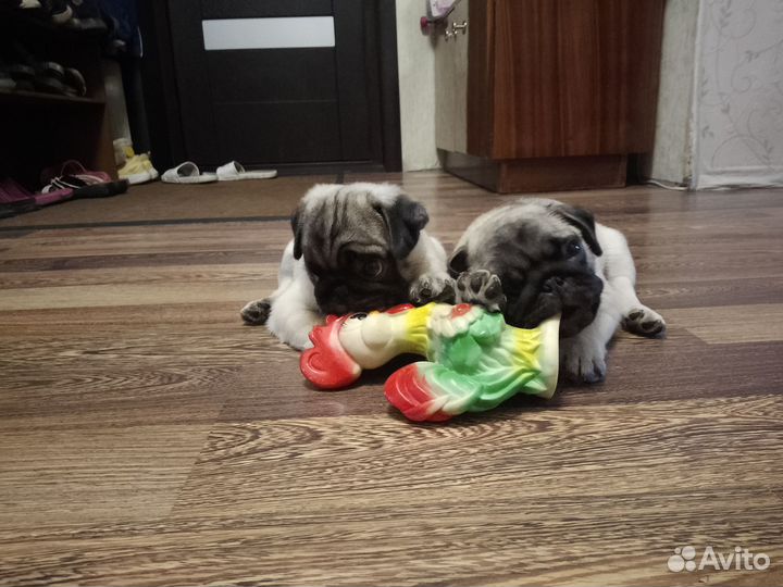 Щенки мопса