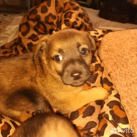 Щенки