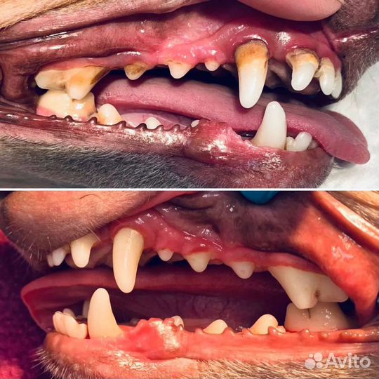 Льготная стерилизация кастрация вакцинация животны