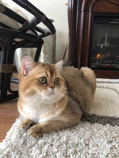 Клубная британочка золотая шиншилла