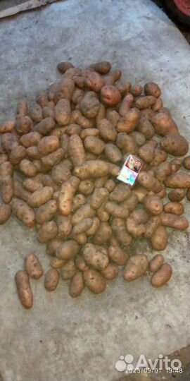 Продам картофель
