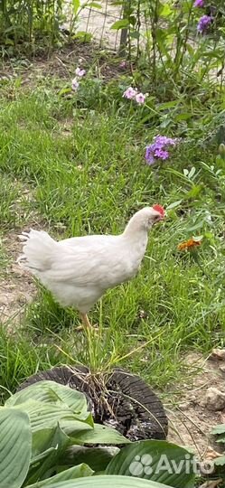 Куры,петухи