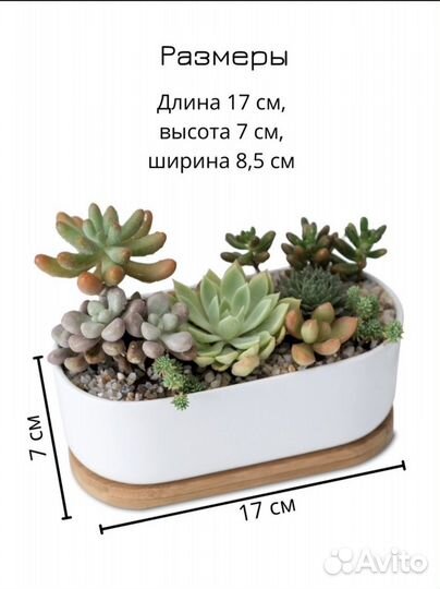 Кашпо для суккулентов