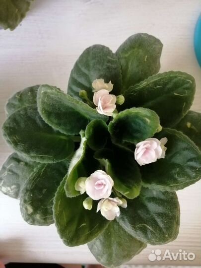 Детки сортовых фиалок