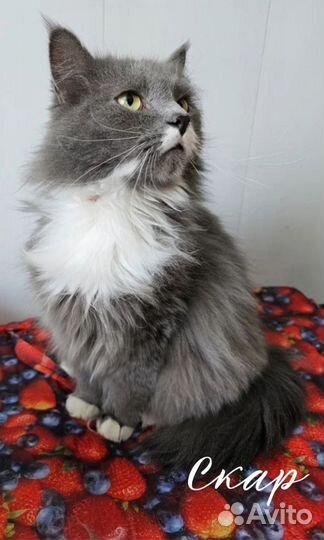 Кот в добрые руки