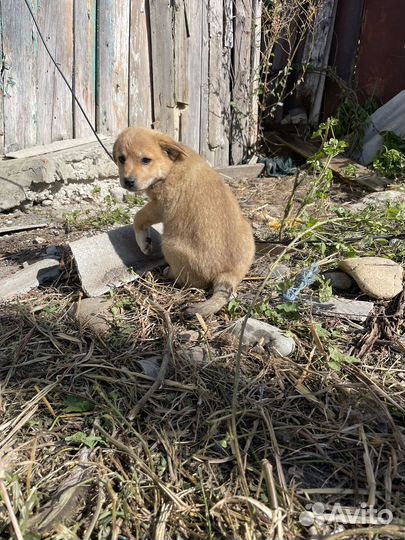 Кутята в добрые руки
