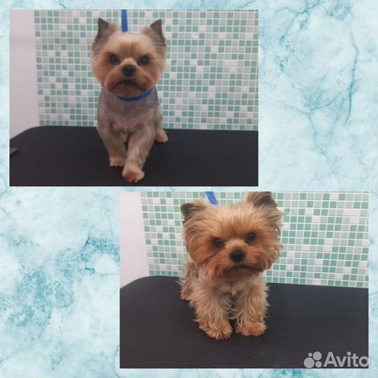 Груминг/Стрижка собак/Стрижка кошек