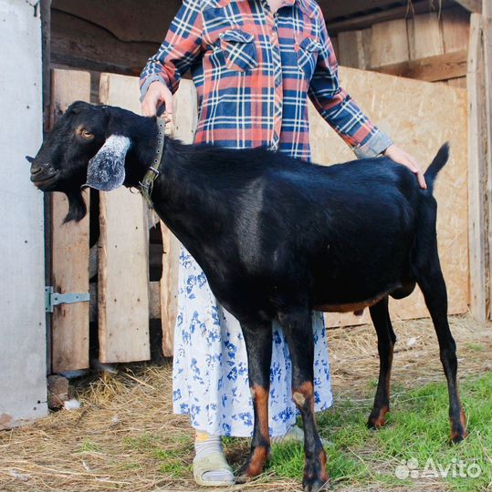 Англо нубийский козел
