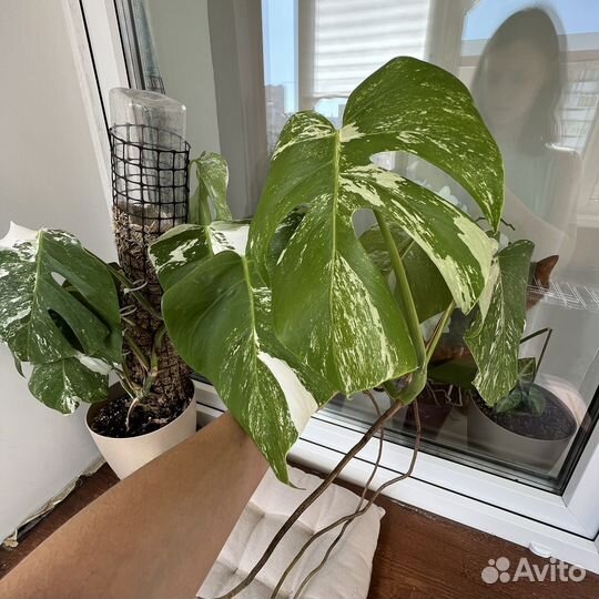 Монстера альба вариегатная