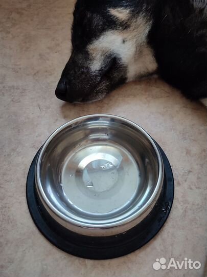 Миска для животных кошек собак