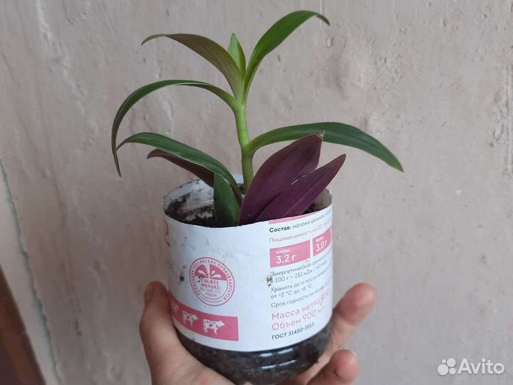 Традесканция 3 вида