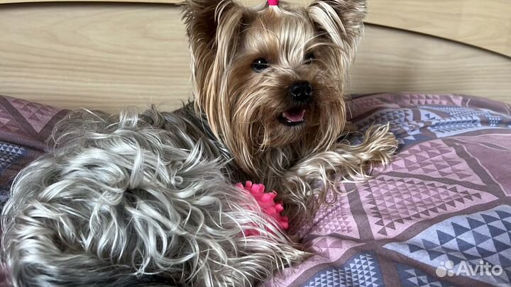 Йоркширский терьер вязка