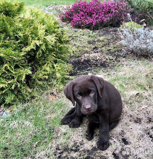 Щенки Лабрадора, шоколадные