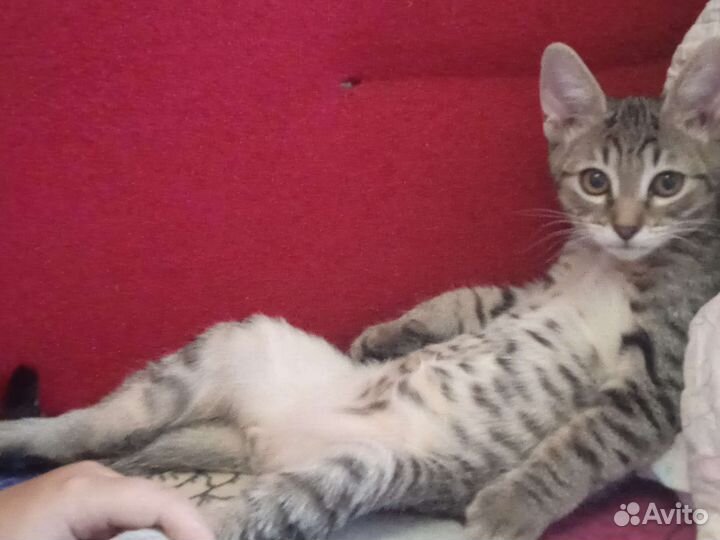 Серый тигрик,полосатик.Котя 4 мес. На счастье