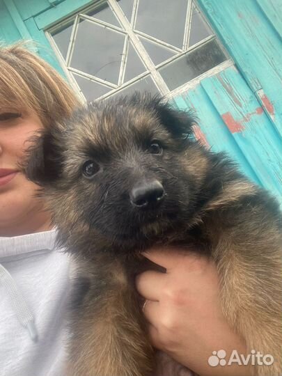 Щенки немецкой овчарки