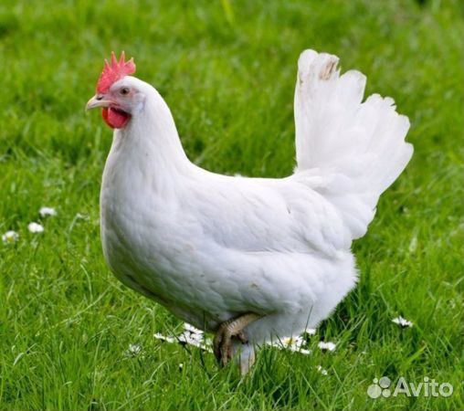 Несушки яичного направления с доставкой по Крыму