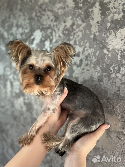 Йоркширский терьер