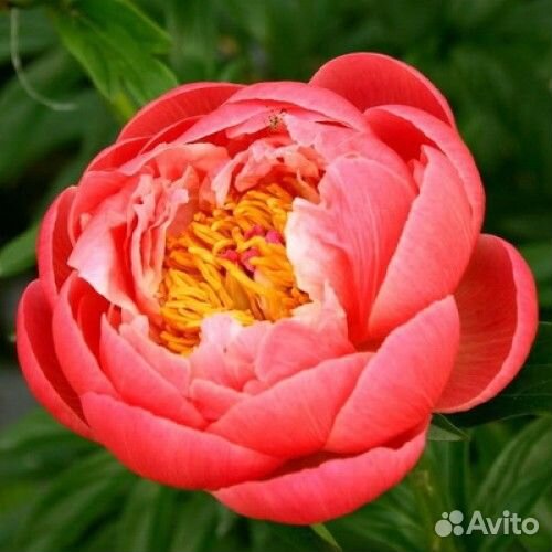 Махровые пионы