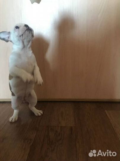 Французский бульдог