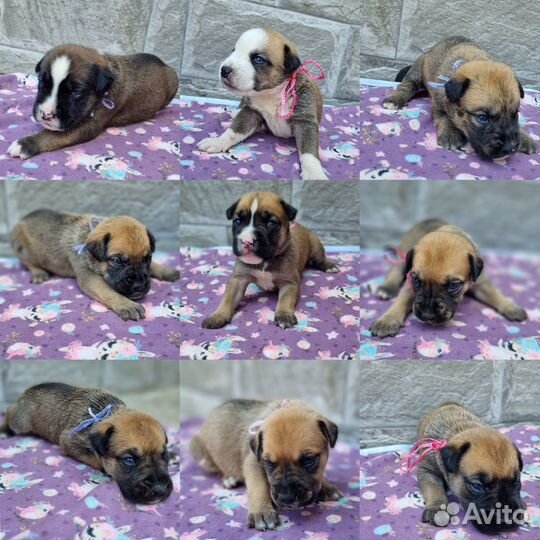 Отдаём щенков