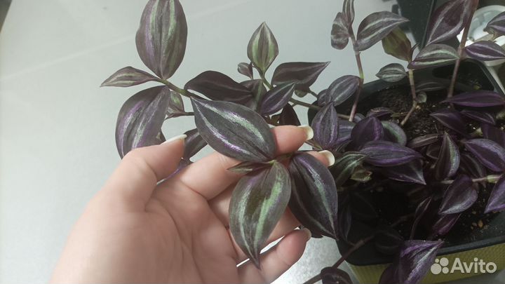 Традесканция зебрина