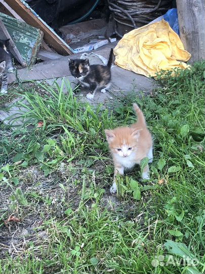 Котята бесплатно