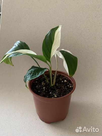 Спатифиллум Пикассо и Джемини