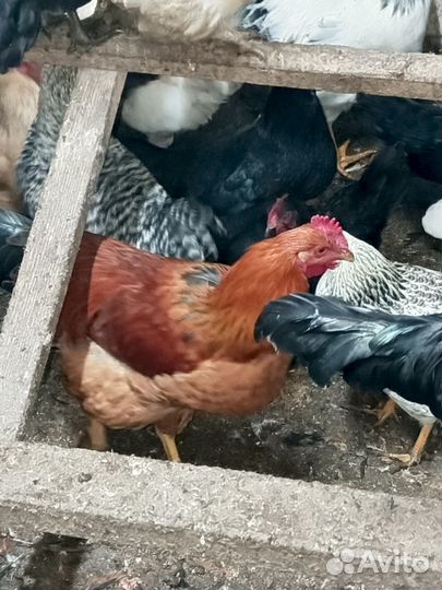 Молодые петухи