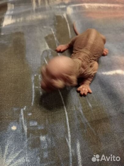 Бронирование котят породы канадский сфинкс