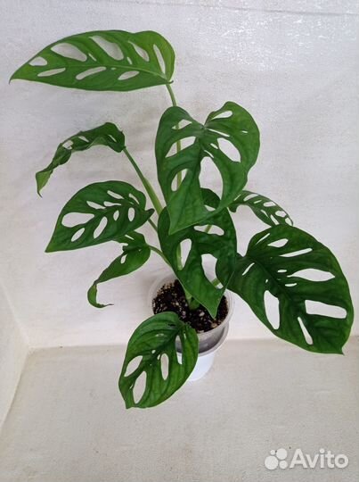 Комнатные растения (Ароидные)