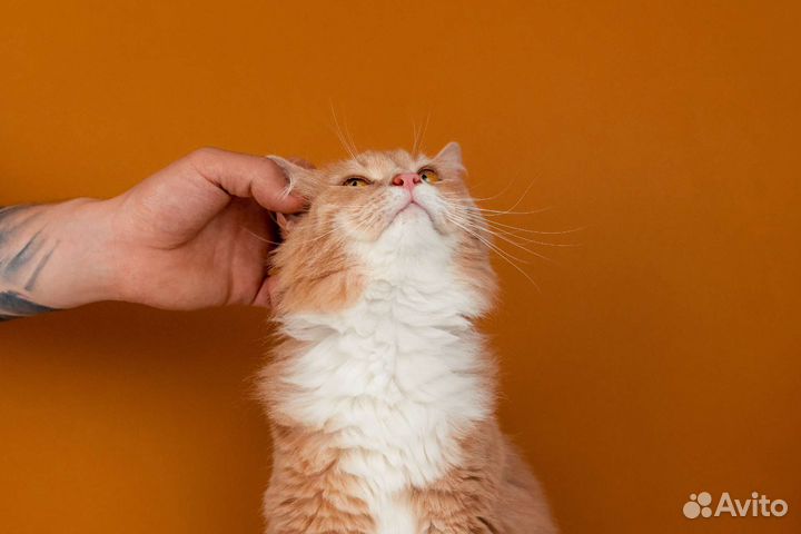 Рыжий кот Стёпа ищет дом