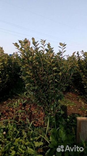 Кизильник блестящий