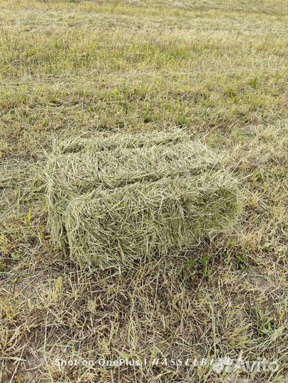 Сено в кипах (тюках)