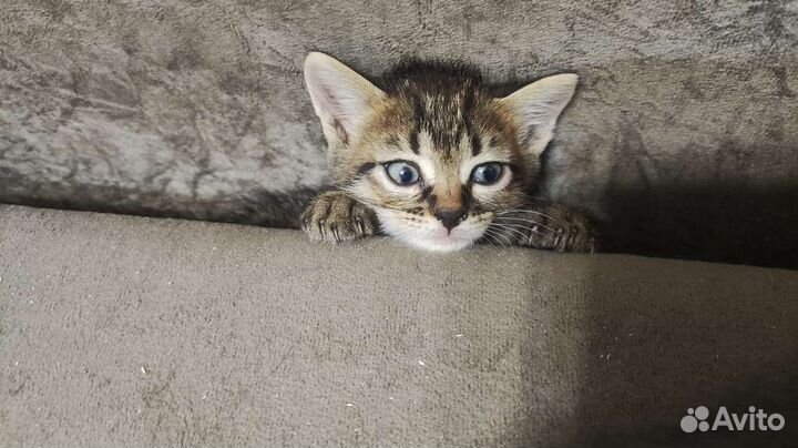Отдам котят