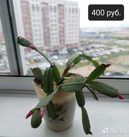 Продам декабрист