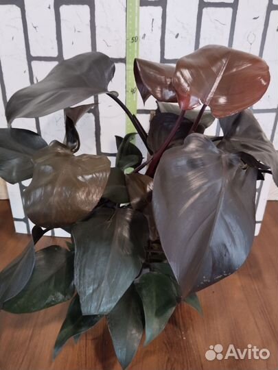 Филодендрон Нью Ред