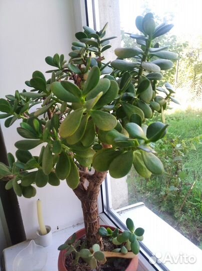 Толстянка крассула