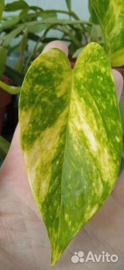 Сциндапсус эпипремнум, плющ, хлорофитумы