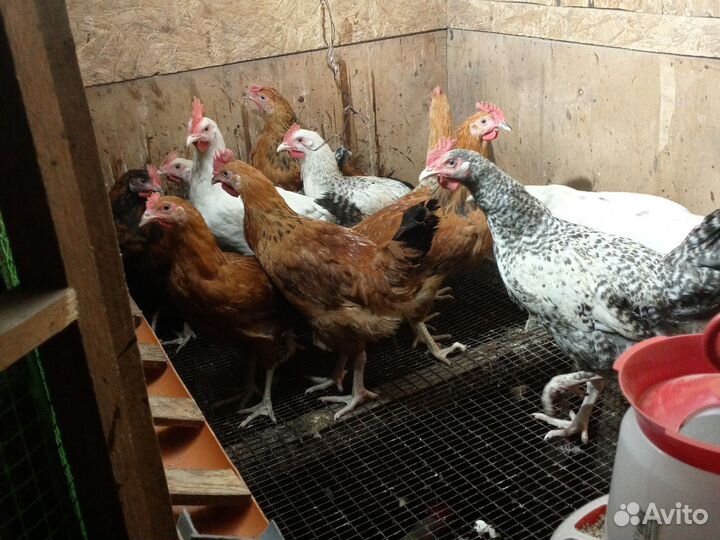 Петухи домашние