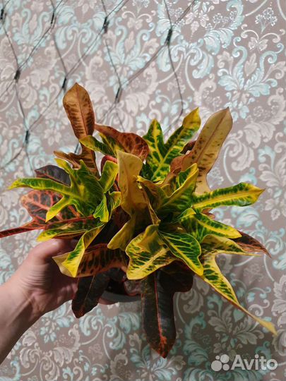 Кодиеум (кротон) экселент