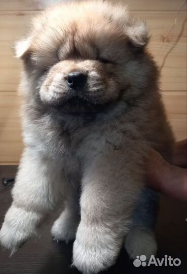 Чау-чау детки