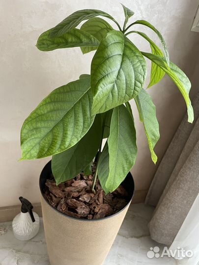 Авокадо африканский растение