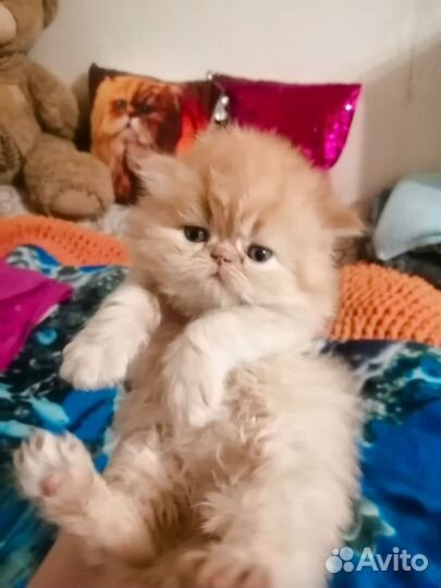 Персидские котята