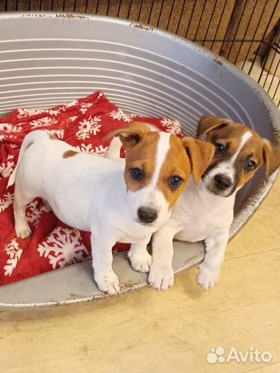 Щенки джек рассел терьер