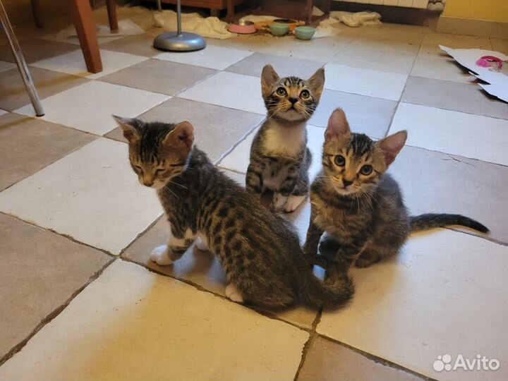 Котята