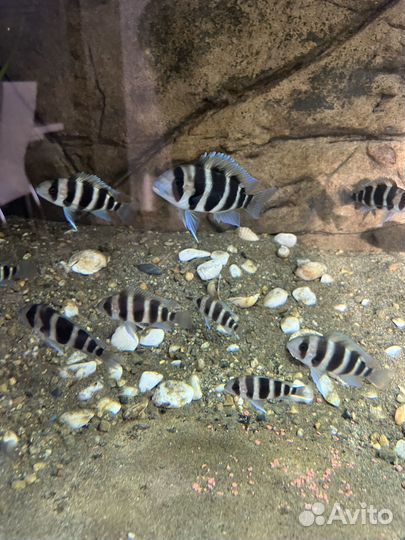 Рыба Фронтоза блюзаир