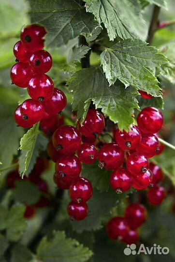 Красная смородина ягоды