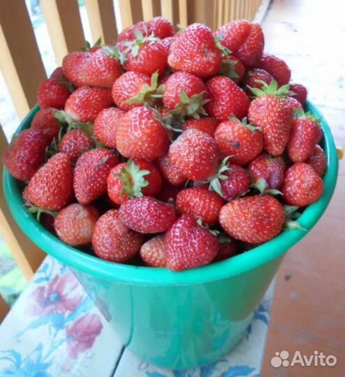 Рассада клубники