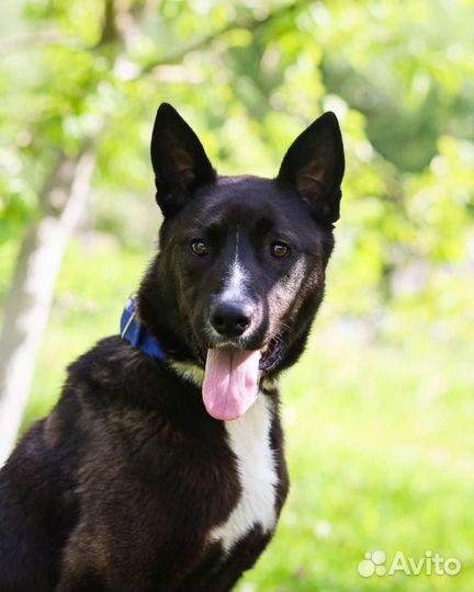 Собака в добрые руки