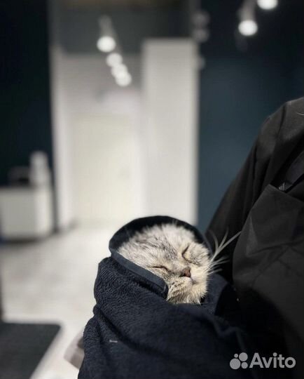 Груминг, стрижка собак и кошек, экспресс линька